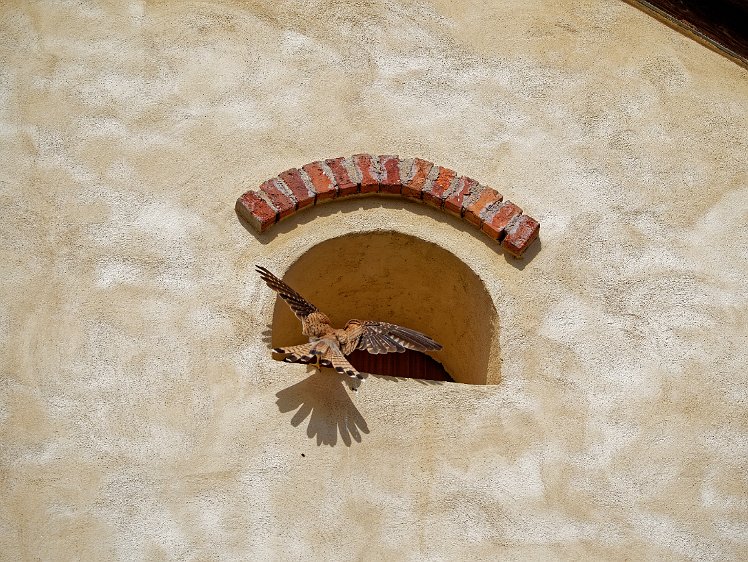 Kestel in the Vosges